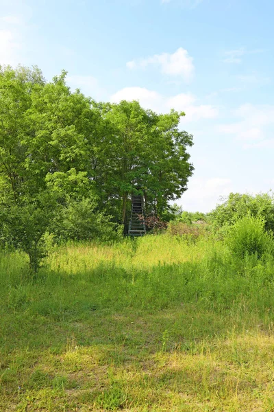 Красивый Летний Пейзаж Деревянной Сторожевой Башней Лугу — стоковое фото