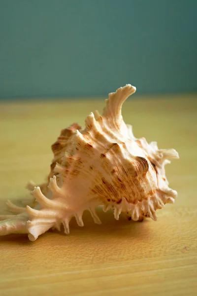 Sea Shell Decor Ramosus Murex Shell — Stock Photo, Image