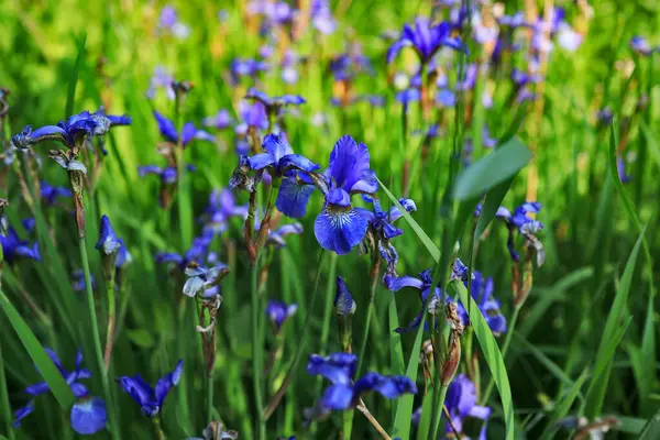 Iris Púrpura Siberiano Floreciente Iris Sibirica — Foto de Stock