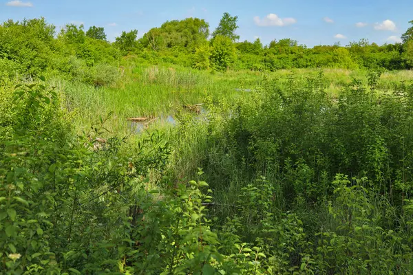 Green areas near the Wisloka river, around Debica, summer time.