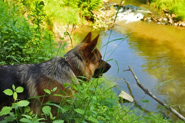 Γερμανικός Βοσκός Στον Ποταμό Wisloka Βλέποντας Αγριόπαπιες — Φωτογραφία Αρχείου