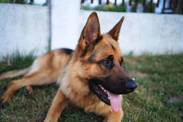 Alman çoban köpeği bahçede dinleniyor. Yaş 16 ay