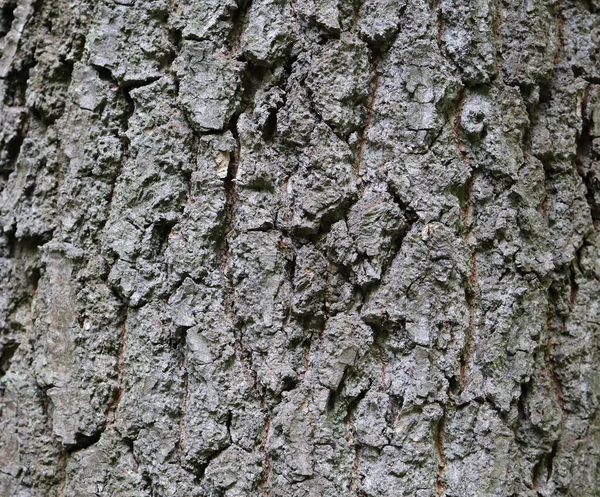 Δέντρο Φλοιό Μεγάλη Μεγέθυνση Δείχνει Την Ομορφιά Της Φύσης — Φωτογραφία Αρχείου