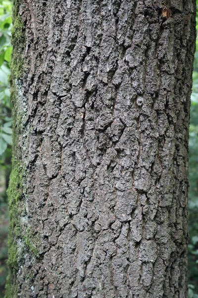 Träd Bark Stor Förstoring Visar Skönheten Naturen — Stockfoto