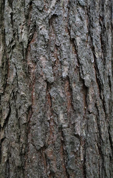 Szubkortikális Rigó Nyírfa Növekedés — Stock Fotó