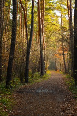 Günbatımında sonbahar ormanında yol.