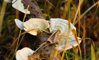 Trametes hirsuta, yaygın olarak Tüylü Parantez olarak bilinen bir mantar bitkisidir. Yaprak döken ağaçların ölü odunlarında bulunur, özellikle de kayın ağacında. Yıl boyunca bulunur ve deri doğası nedeniyle devam eder.