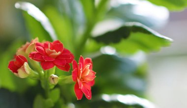 Kırmızı Kalanchoe çiçeği Pencere kenarında bir tencerede.