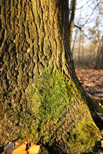 Trunk Large Handsome Tree Covered Moss Autumn — Stock Photo, Image