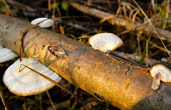 一般的にヘアブラケットとして知られているトラムテスは 真菌植物病原体です それは腐敗した木 特にブナウッドの枯れた木で発見されます それは一年中発見され その革の性質のために持続します — ストック写真