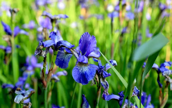 Blühende Sibirische Schwertlilie Iris Sibirica — Stockfoto