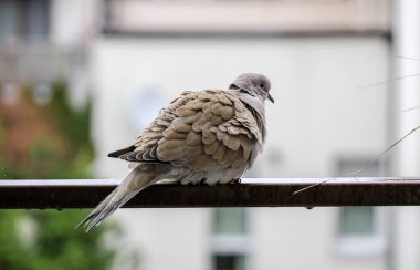 Tırabzanda kuş tüyleriyle oturan bir güvercin. Bir güvercin yağmurdan sonra tüylerini kurutur..