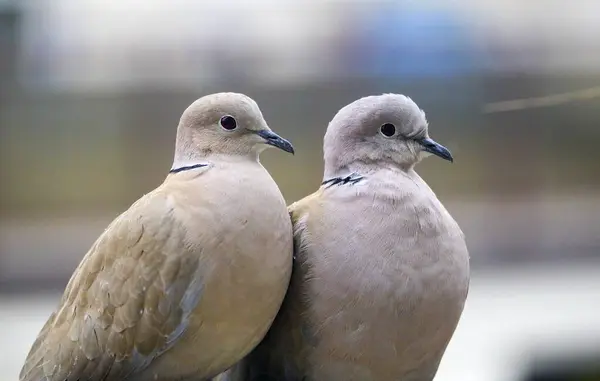 Stock image A pair of pigeons sitting on a railing, on a cloudy rainy day.