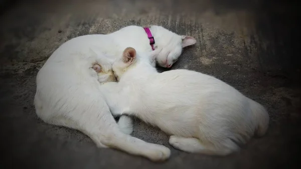 Cat Está Amamantando Gatito — Foto de Stock