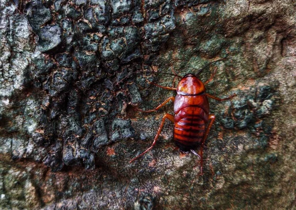 나무를 오르려고 바퀴벌레 — 스톡 사진