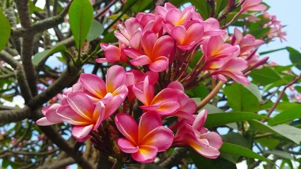 Frangipani Цветы Цвету — стоковое фото