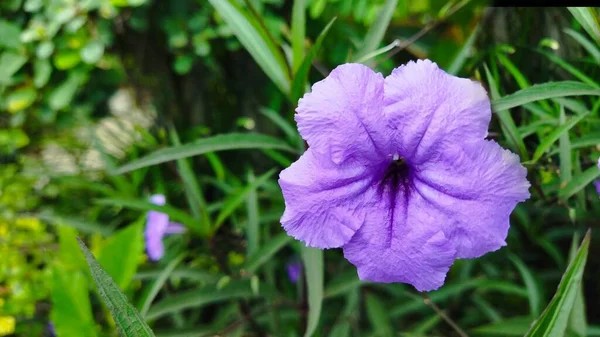 龙根或更偏根美丽的紫色花 背景阴郁 — 图库照片