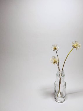 Tridax procumbens veya Coat düğmeleri temiz bir şişe vazosundaki çiçekler