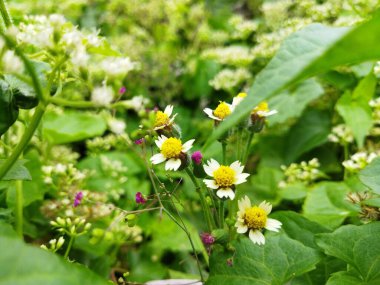 Tridax procumbens veya Coat düğmeleri çalıların arasında büyüyen çiçekler