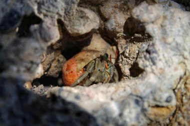 Münzevi yengeçler sahildeki kayalarda saklanır.