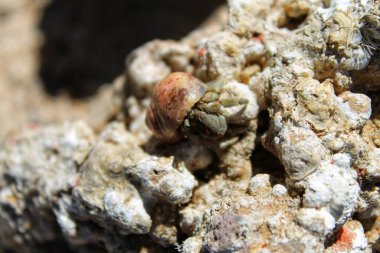 Münzevi yengeçler sahildeki kayalarda saklanır.