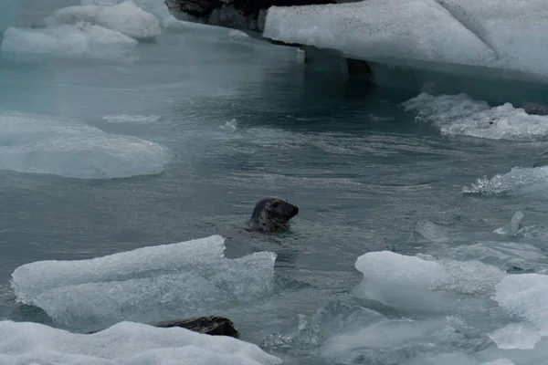 Teleobjektový Snímek Mořského Lva Který Prodírá Ledovci Islandu — Stock fotografie