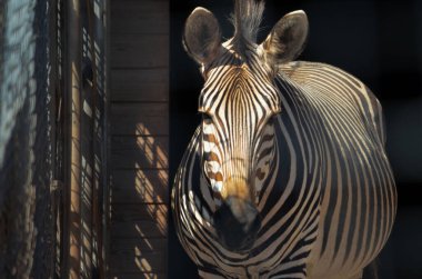 Hayvanat bahçesindeki zebraya yaklaş.