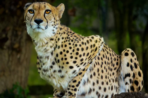Cheetah Vibrant Eyes Wild — Stock Photo, Image