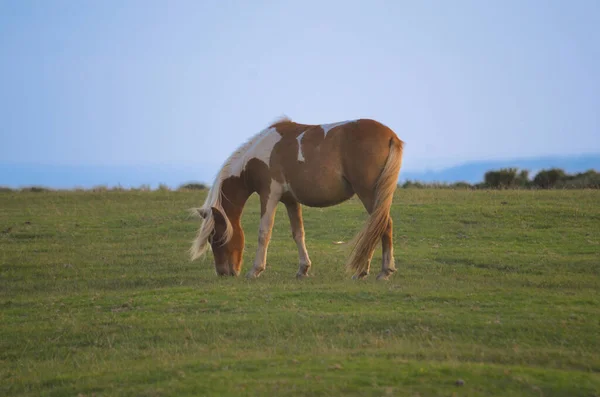 Ein Braunes Pferd Weidet Auf Einem Saftig Grünen Feld — Stockfoto