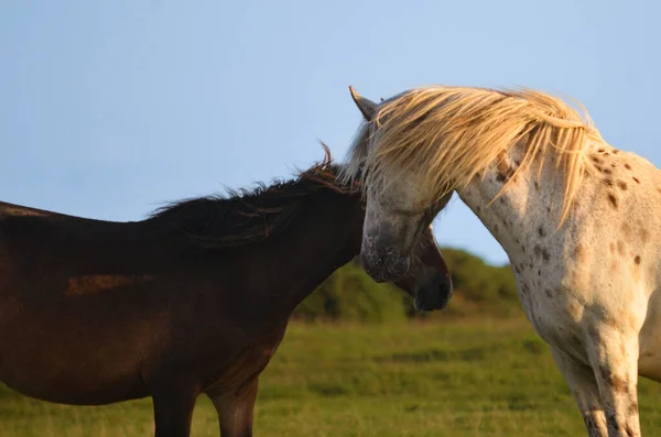 Bruin Paard Wit Gevlekt Paard Een Grasveld — Stockfoto