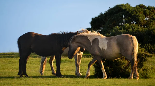 Bruin Paard Gevlekt Paard Een Grasveld — Stockfoto
