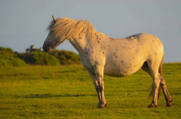 Prachtig Paard Een Veld Bij Zonsondergang — Stockfoto