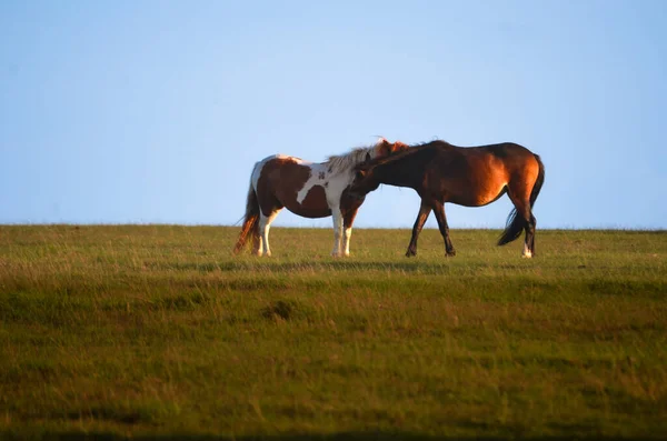 Twee Paarden Een Prachtige Open Weide — Stockfoto
