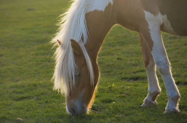 Een Bruin Paard Grazend Een Weelderig Grasgroen Veld — Stockfoto