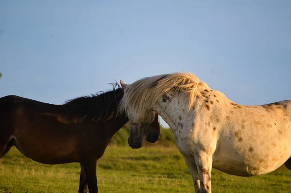 Twee Paarden Een Prachtig Veld Bij Zonsondergang — Stockfoto