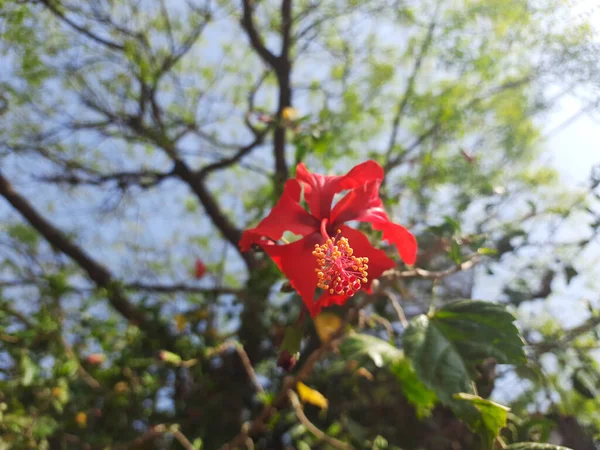 Krásná Červená Květina Zahradě — Stock fotografie