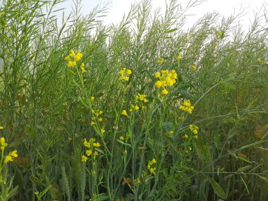 Bahçedeki sarı çiçekler