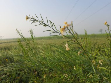 Kırsal kesimde güzel manzara