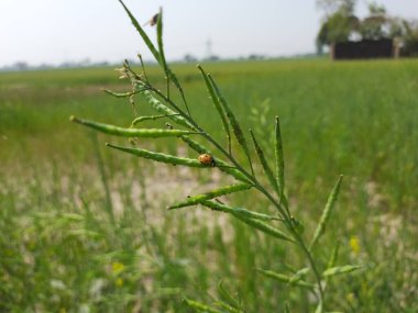 Bahçedeki yeşil çimenler