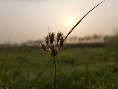 Tarladaki yeşil bitkilerin güzel bir görüntüsü.