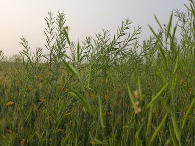 Güzel botanik fotoğrafı, doğal duvar kağıdı.