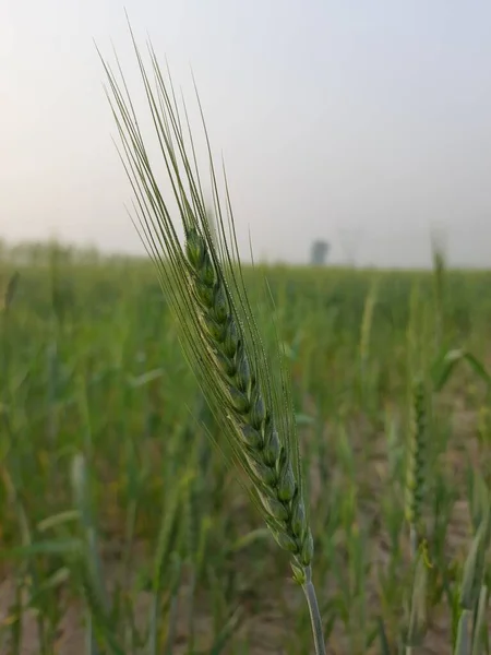 Пшеничне Поле Вранці — стокове фото