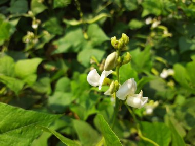 Yeşil arka planda beyaz çiçekler