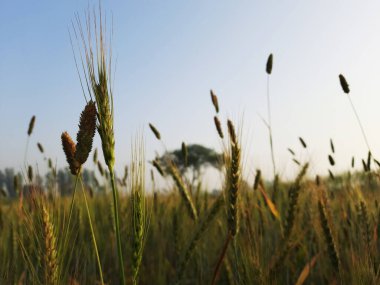 Mavi gökyüzü arkaplanlı pirinç tarlası, Tayland