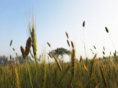 Buğday ve mavi gökyüzü ile güzel bir tarla