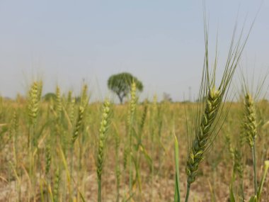 Mavi gökyüzü olan pirinç bitkisi
