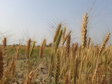 Tarladaki buğday kulaklarını kapat