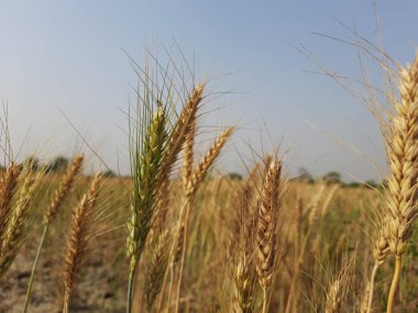 Tayland kırsalında buğday tarlası
