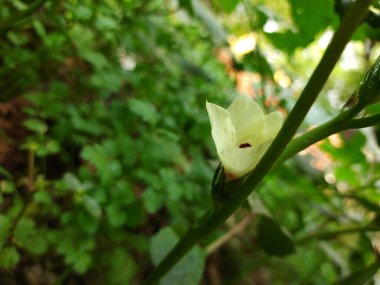 Güzel botanik fotoğrafı, doğal duvar kağıdı.