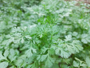 Yerde yeşil maydanoz yaprakları var.